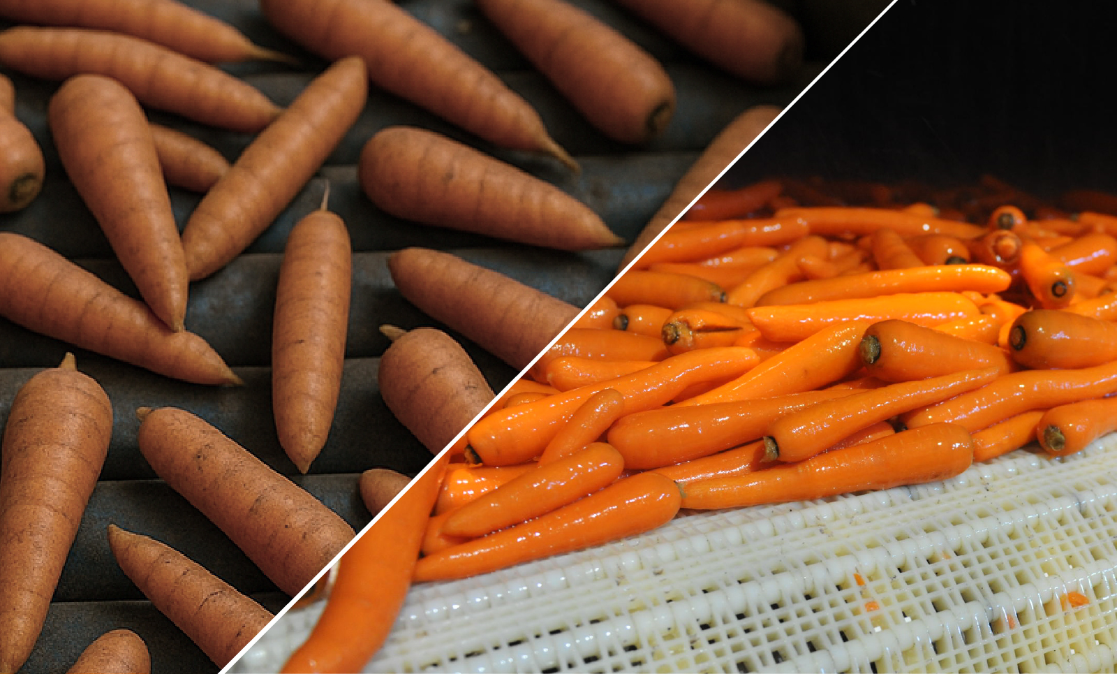 From rollers to modules: why plastic modular belts are the most efficient solution